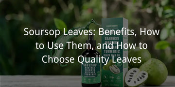 Soursop Leaves: Benefits, How to Use Them, and How to Choose Quality Leaves
